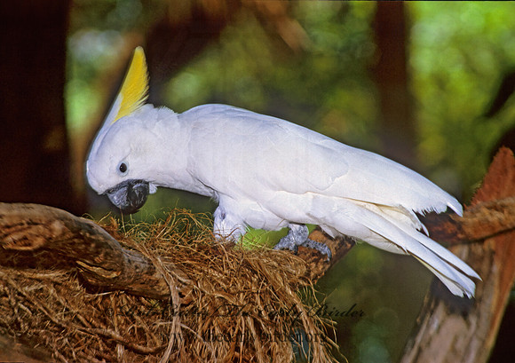 Cacatua galerita  SULPHUR CRESTED COCKATOO 275330z