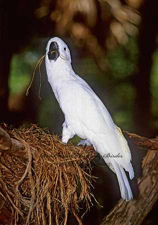 Cacatua galerita  SULPHUR CRESTED COCKATOO 275333z
