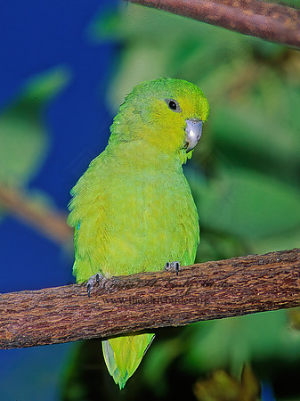 Forpus  PARROTLET 93112z