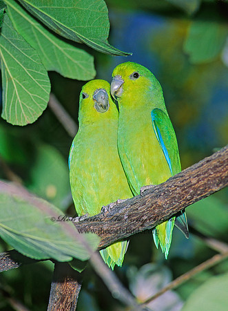 Forpus  PARROTLET 93217z