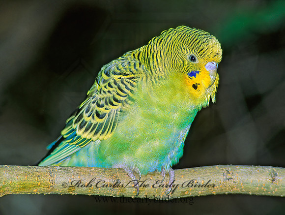 Melopsicattacus undulatus  BUDGERIGAR 80322z