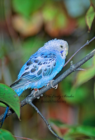 Melopsicattacus undulatus  BUDGERIGAR 80931z
