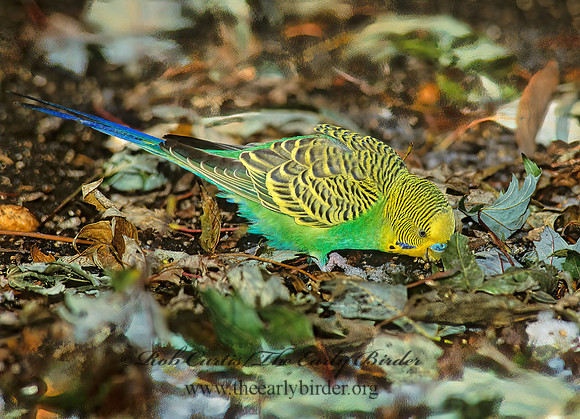 Melopsicattacus undulatus  BUDGERIGAR 160509z