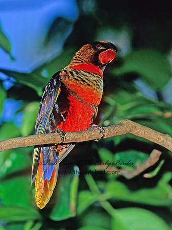 Pseudeos fuscata  DUSKY LORY 126706z