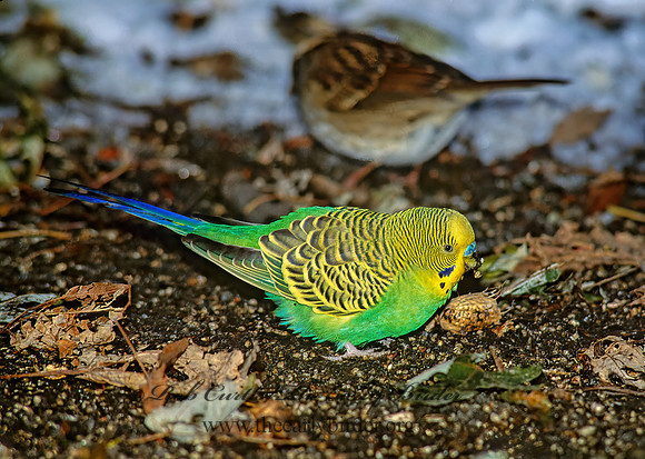 Melopsicattacus undulatus  BUDGERIGAR 160510z
