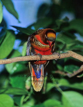 Pseudeos fuscata  DUSKY LORY 126707z