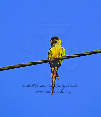 Nandayus nenday  BLACK-HOODED PARAKEET 272902z
