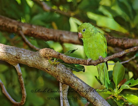 Brotogeris versicolurus  YELLOW-CHEVRONED PARAKEET 259927z
