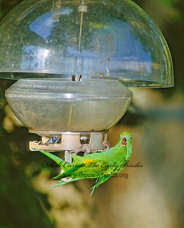 Brotogeris versicolurus  YELLOW-CHEVRONED PARAKEET 259911z
