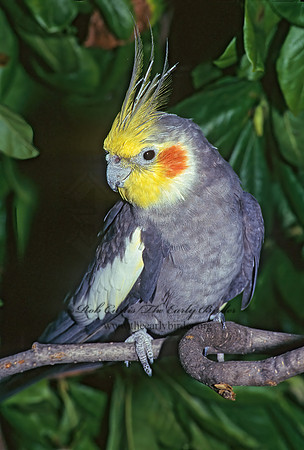 Nymohicus hollandicus  COCKATIEL 177431z