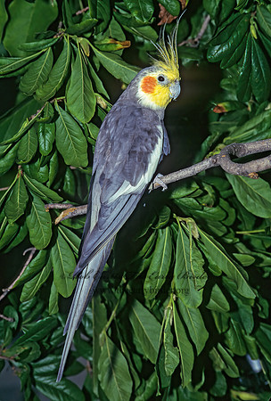 Nymohicus hollandicus  COCKATIEL 177429z