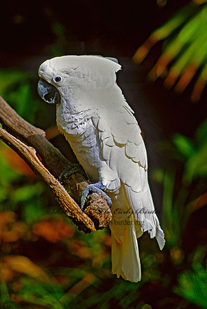 Cacatua galerita  SULPHUR CRESTED COCKATOO 275517-1z