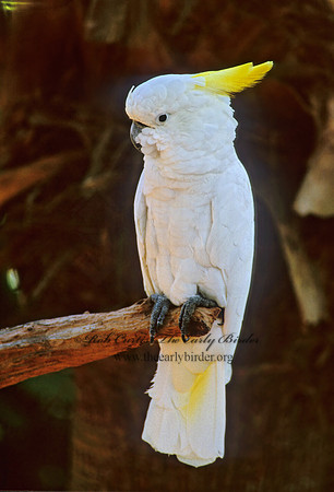 Cacatua galerita  SULPHUR CRESTED COCKATOO 276737z