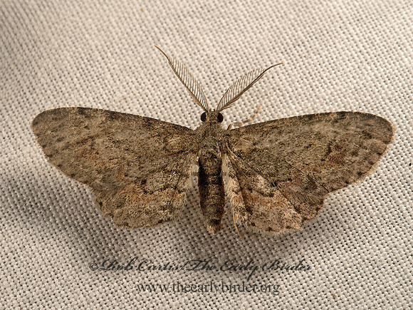 Glenoides texanaria  TEXAS GRAY MOTH 9050629z