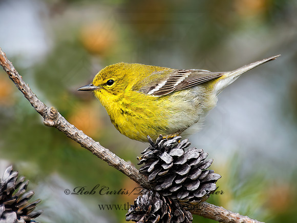 Setophaga pinus  PINE WARBLER 9000323 z