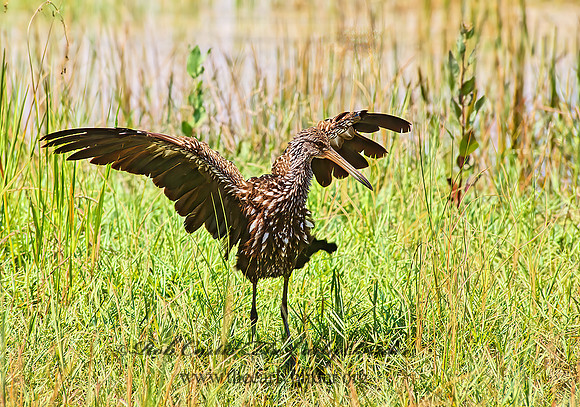 Aramus guarauna  LIMPKIN 254722z