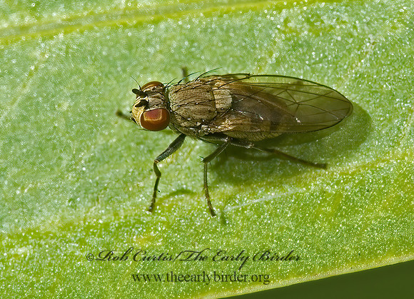 Notiphila  SHORE FLY 5000669z