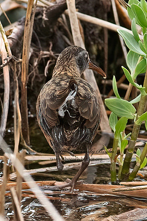 Rallus longirostris  CLAPPER RAIL 6040097z