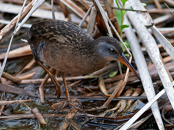 Rallus longirostris  CLAPPER RAIL 6040098z
