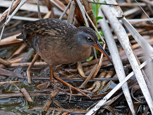 Rallus longirostris  CLAPPER RAIL 6040099z