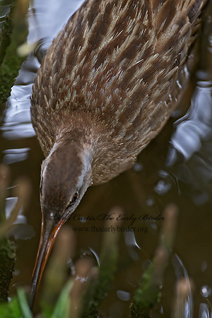 Rallus longirostris  CLAPPER RAIL 6039633z