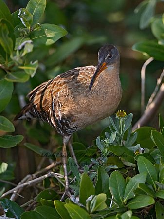 Rallus longirostris  CLAPPER RAIL 3031581z