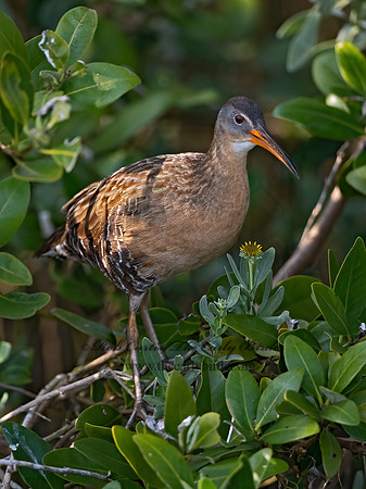 Rallus longirostris  CLAPPER RAIL 3031588z