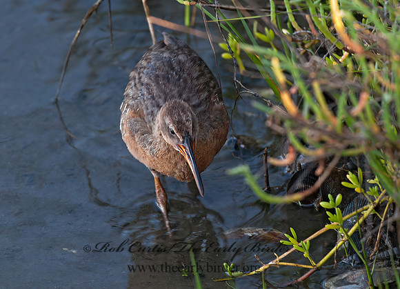 Rallus obsoletus  RIDGWAY'S RAIL 8036627z