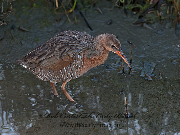 Rallus obsoletus  RIDGWAY'S RAIL 8036637z