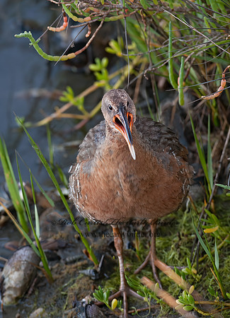 Rallus obsoletus  RIDGWAY'S RAIL 8036635+z