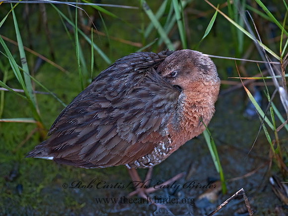 Rallus obsoletus  RIDGWAY'S RAIL 8036641z
