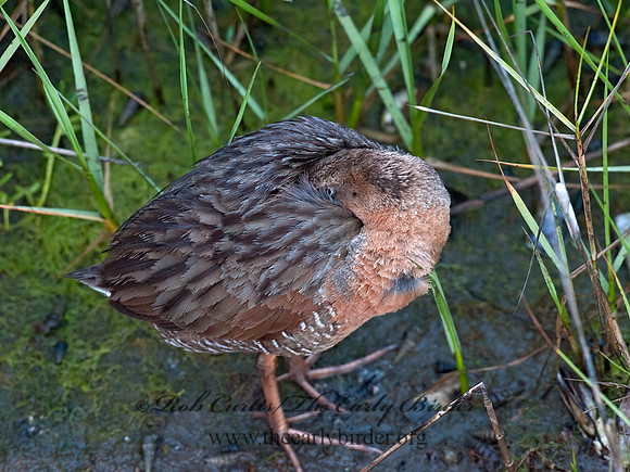 Rallus obsoletus  RIDGWAY'S RAIL 8036638z