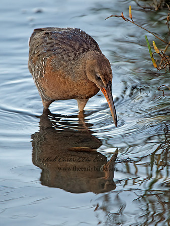 Rallus obsoletus  RIDGWAY'S RAIL 9057634z