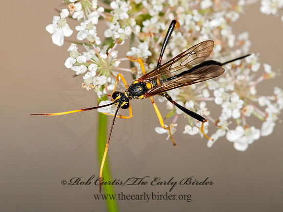 Acroricnus stylator aequatus 3010089z