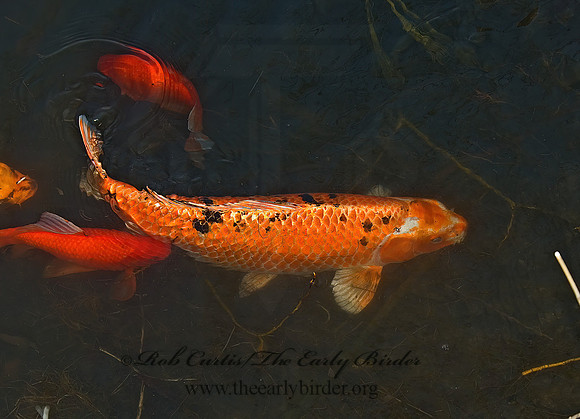 Cyprinus carpio  KOI 5004826z