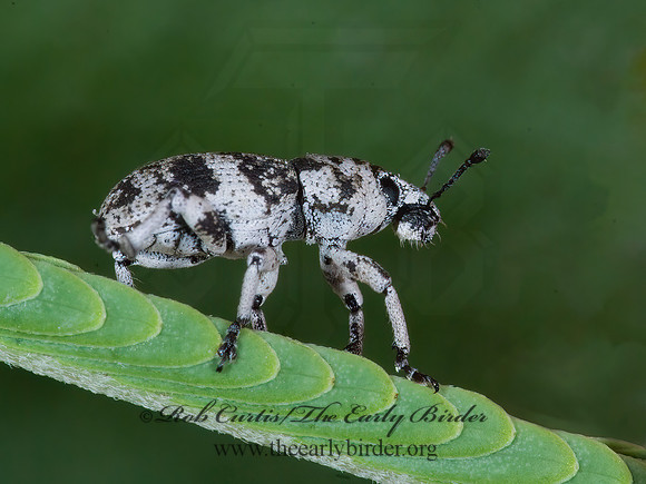 Colecerus marmoratus 7006468z