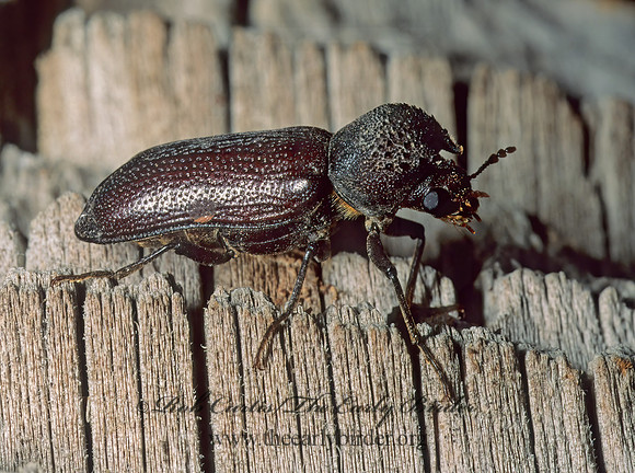 Aptides fortis  HORNED POWDER POST BEETLE 54105z