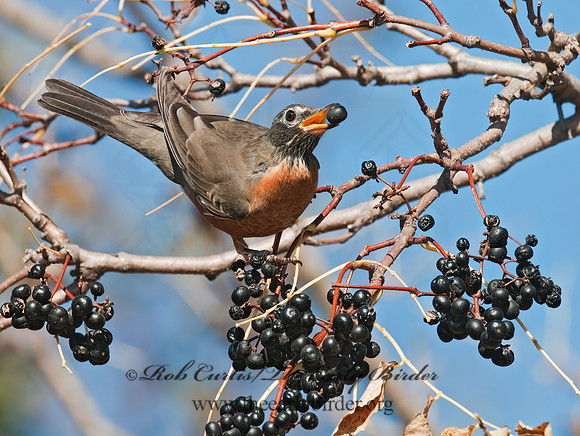 Turdus migratorius  AMERICAN ROBIN 3004640z