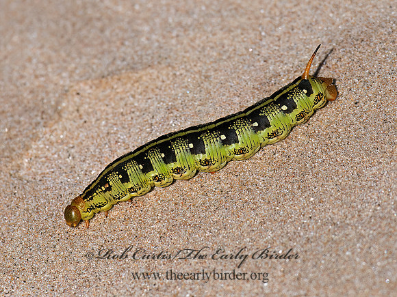 Hyles lineata  WHITE-LINED SPHINX 6041598z