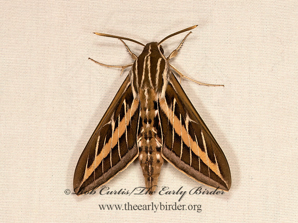 Hyles lineata  WHITE-LINED SPHINX 9083849z