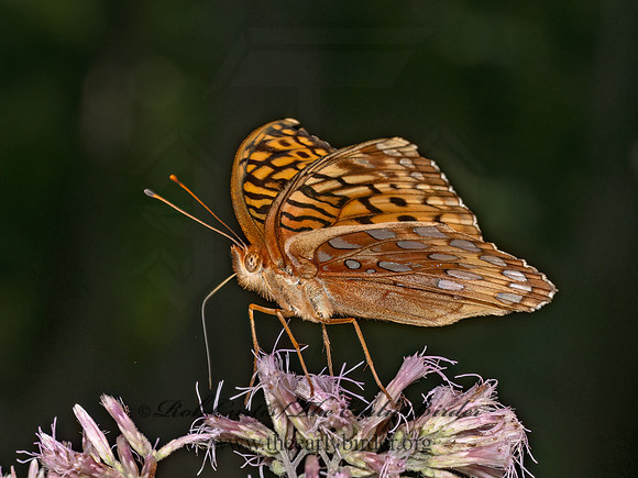 Speyeria cybele  GREAT SPANGLED FRITILLARY 9081186z