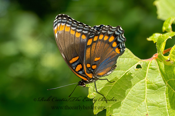 Limenitis arthemis astynax  RED-SPOTTED PURPLE 9081840z-