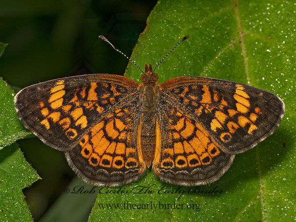 Phyciodes tharos  PEARL CRESCENT 9080332z