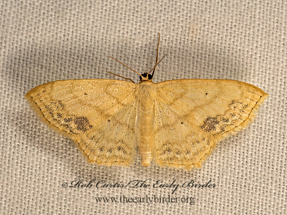 Scopula limboundata  LARGE LACE-BORDER 9083402z
