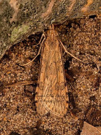 Nomophila nearctica  LUCERNE MOTH 9081428z