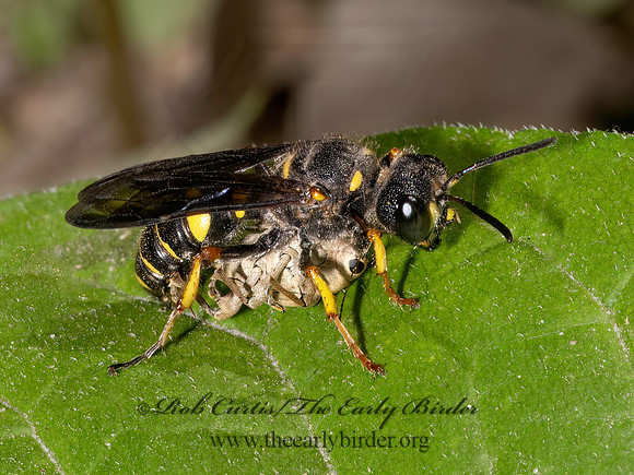 Cerceris halone  ACORN WEEVIL WASP 9080709z