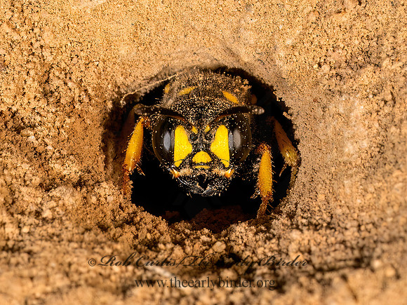 Cerceris halone  ACORN WEEVIL WASP 9080763z