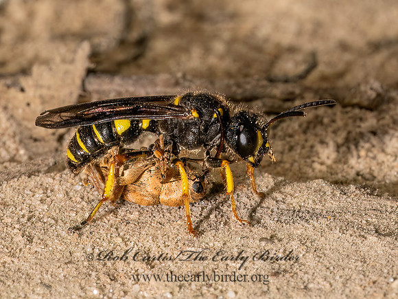 Cerceris halone  ACORN WEEVIL WASP 9080594z