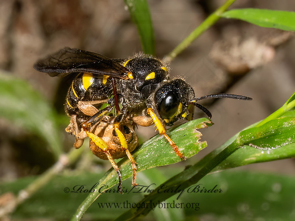 Cerceris halone  ACORN WEEVIL WASP 9080591z