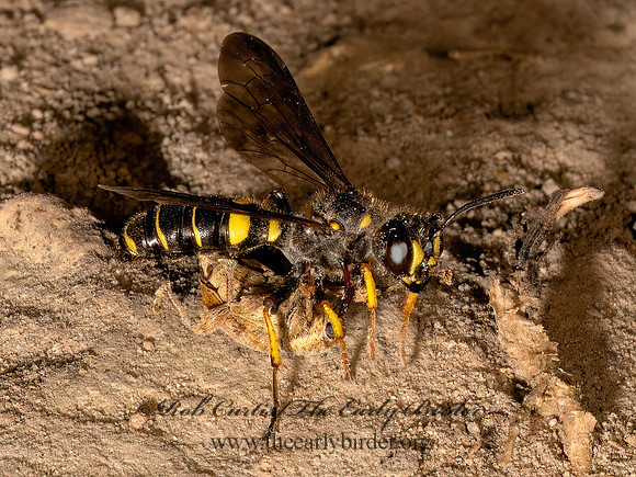 Cerceris halone  ACORN WEEVIL WASP 9080777z